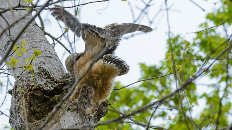 Great Horned Owl