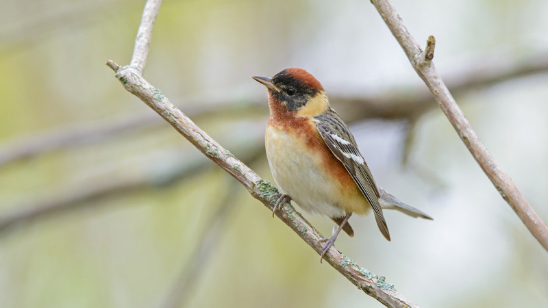 Bay-breasted Warbler