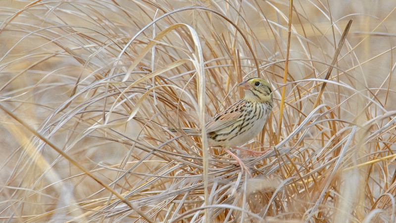 Henslow’s Sparrow