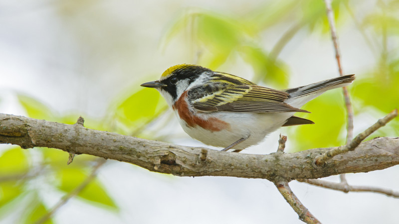 Chestnut-sided Warbler