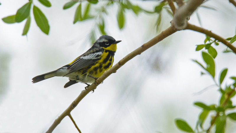 Magnolia Warbler