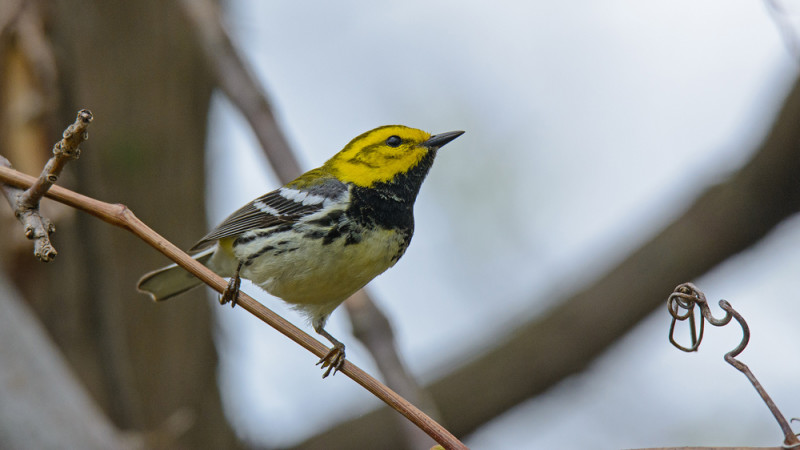 Black-throated Green Warbler