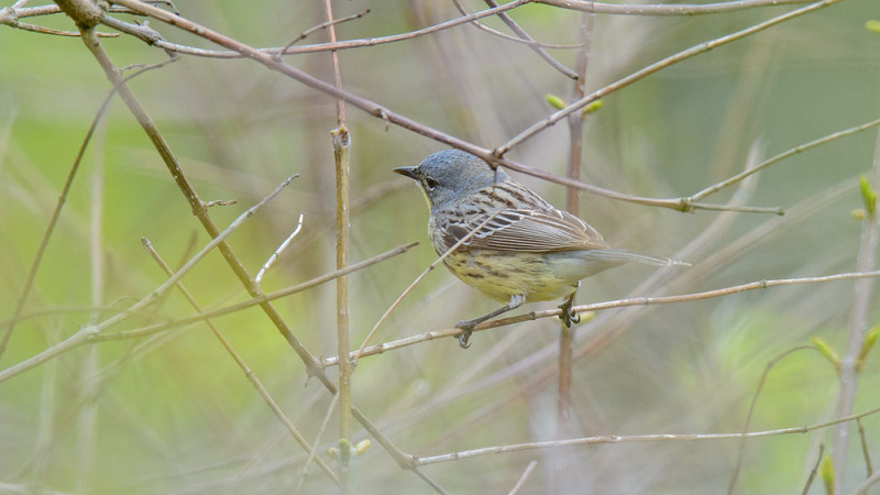 Kirtland’s Warbler