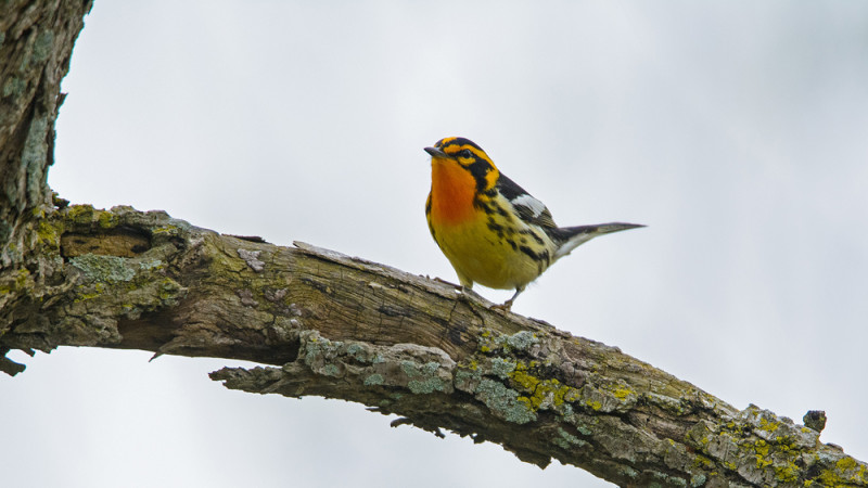 Blackburnian Warbler