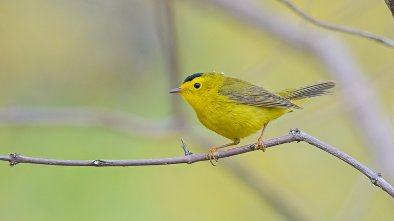 Wilson’s Warbler