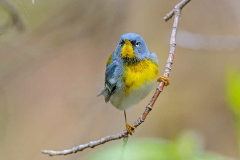 Northern Parula