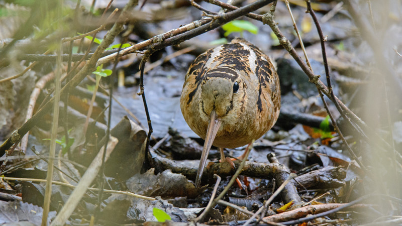 American Woodcock