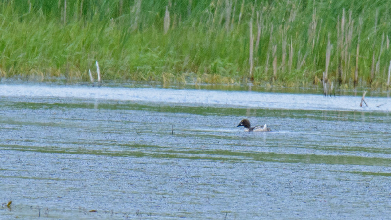 Common Goldeneye