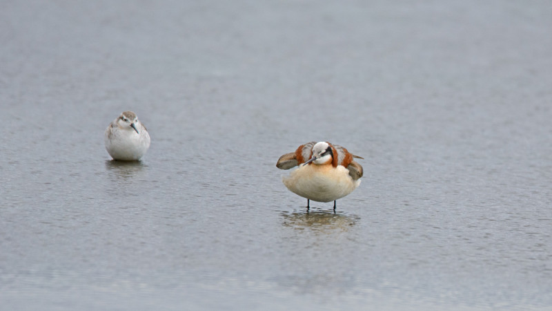 Male Wilson’s Phalarope (left) looking on in complete awe