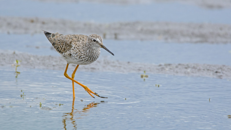 Lesser Yellowlegs