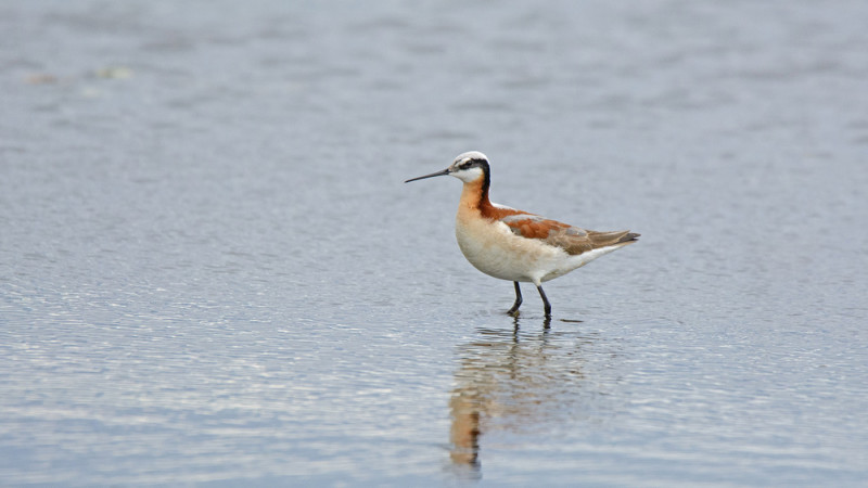 Female Wilson’s Phalarope