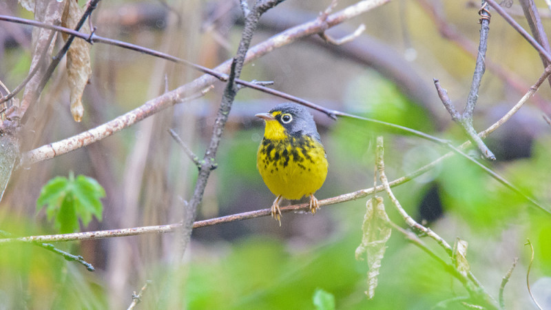 Canada Warbler