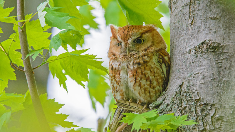 Eastern Screech Owl