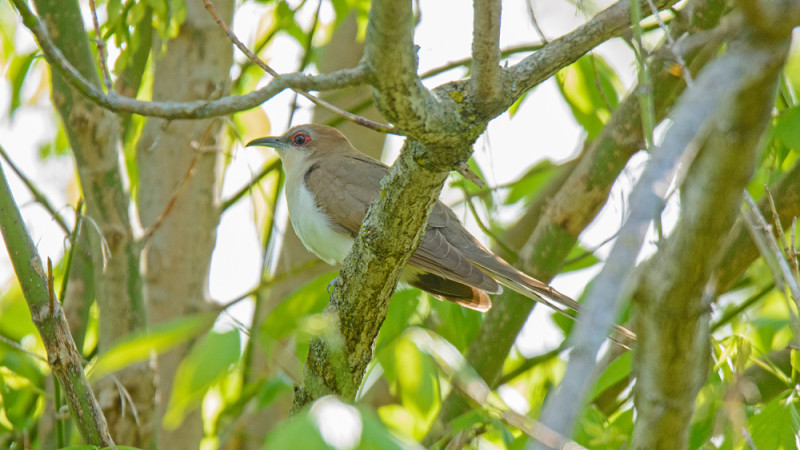 Black-billed Cuckoo