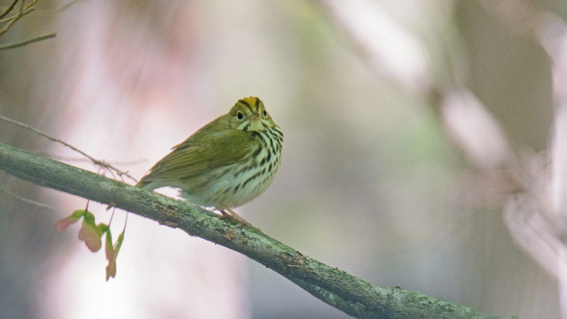 Ovenbird