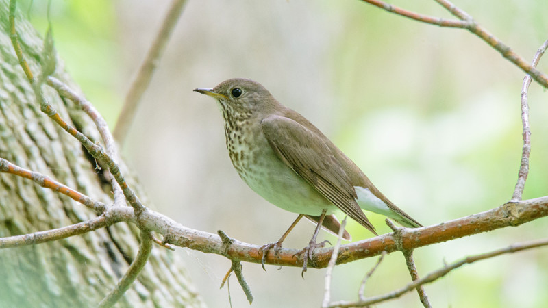 Grey-cheeked Thrush