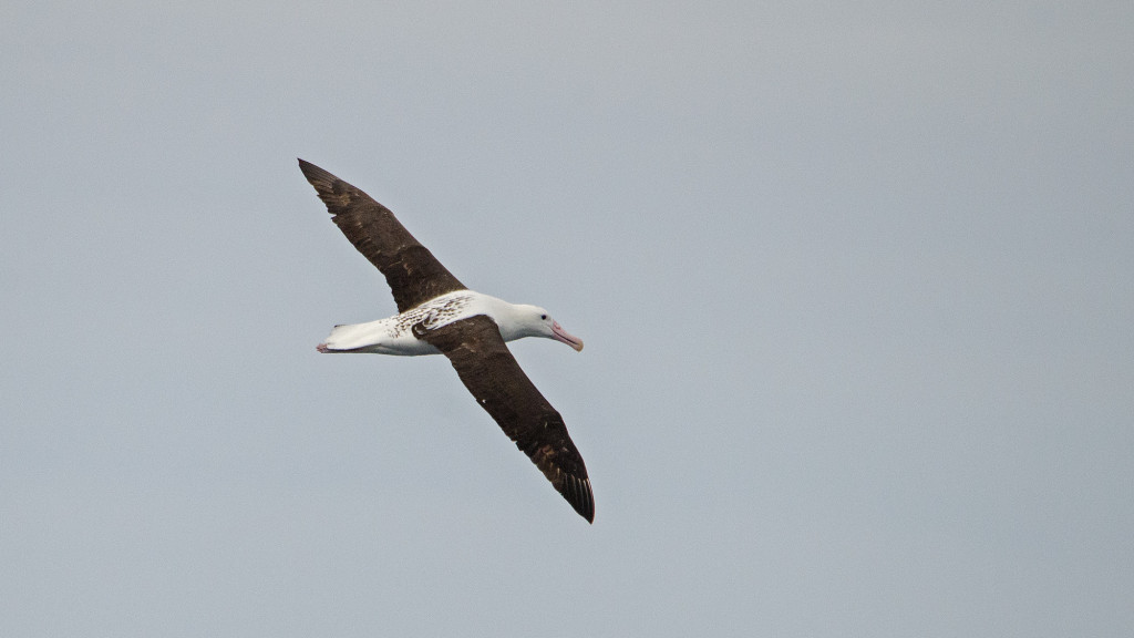 The austral winter months are better for the ‘great’ albatrosses, like this Northern Royal Albatross (Diomedea sanfordi)