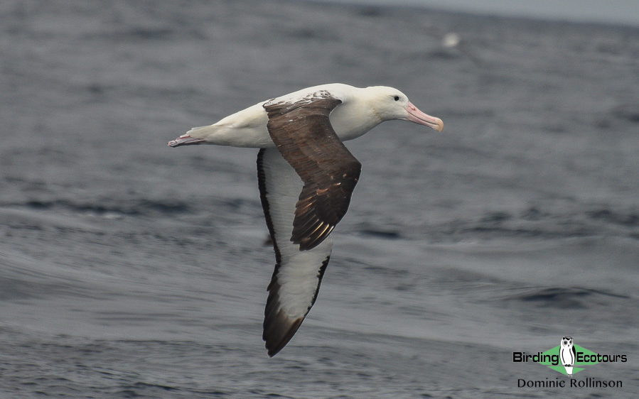 Cape pelagic birding