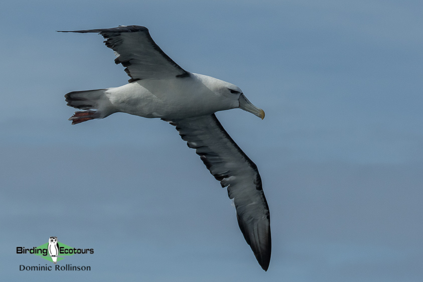 Cape pelagic birding