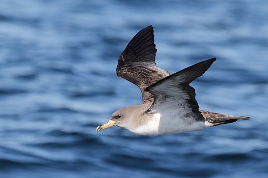 corysshearwater - trevor hardaker