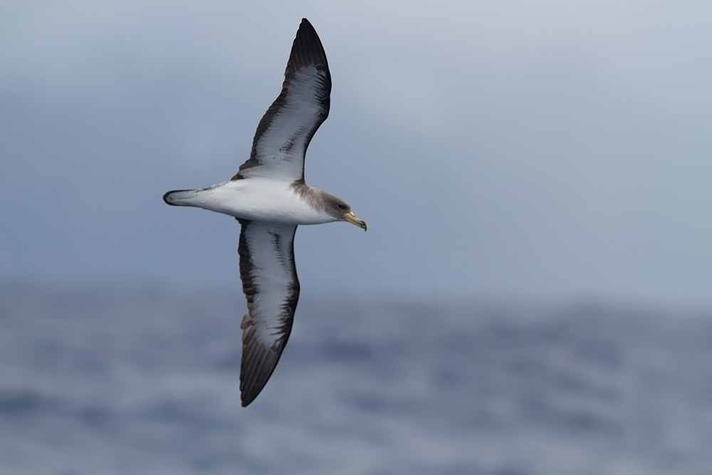 Corys Shearwater (Calonectris diomedea borealis) - martin lofgren