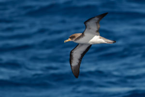 Shearwater identification