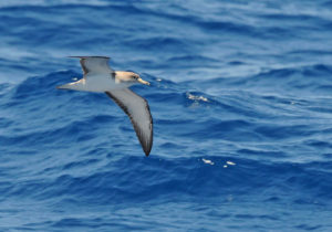 Shearwater identification