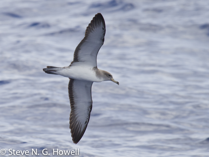 Scopolis Shearwater