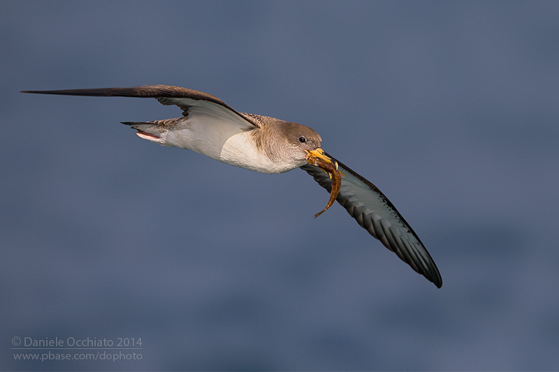 Berta maggiore mediterranea; Scopoli's Shearwater; Calonectris d