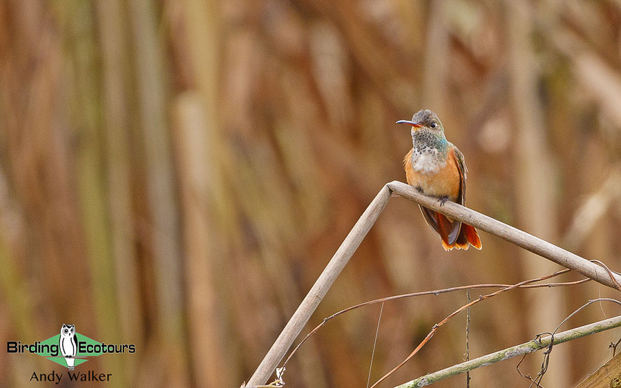 Hummingbirds of Peru