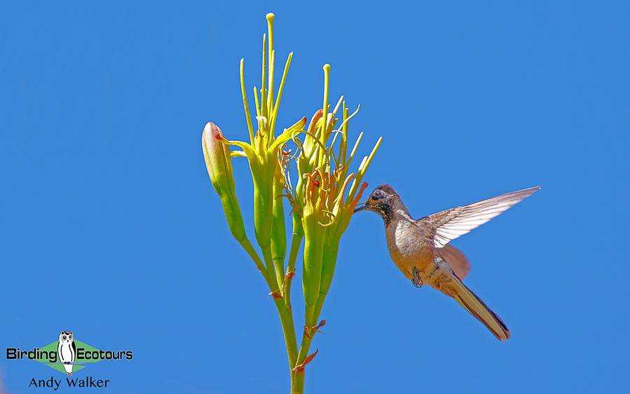 Hummingbirds of Peru