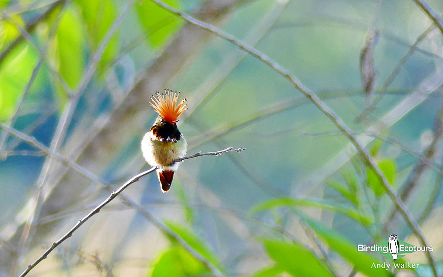 Hummingbirds of Peru