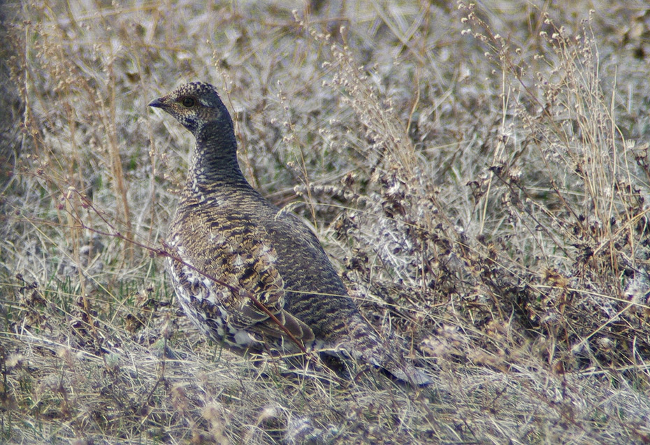 Birding Tour USA Colorado Lekking Grouse and Rocky Mountains April 2019