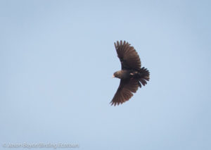 Black-eared Sparrow-Lark 