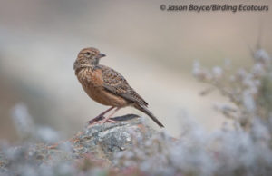 Cape Clapper Lark 