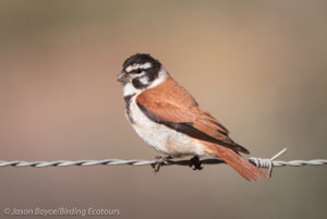 Damara Canary