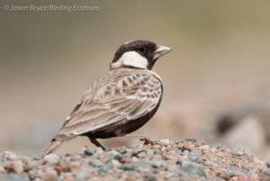 Grey-backed Sparrowlark 