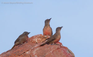 Ground Woodpecker 