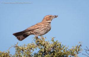 Karoo Lark 