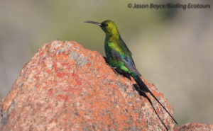 Malachite Sunbird 
