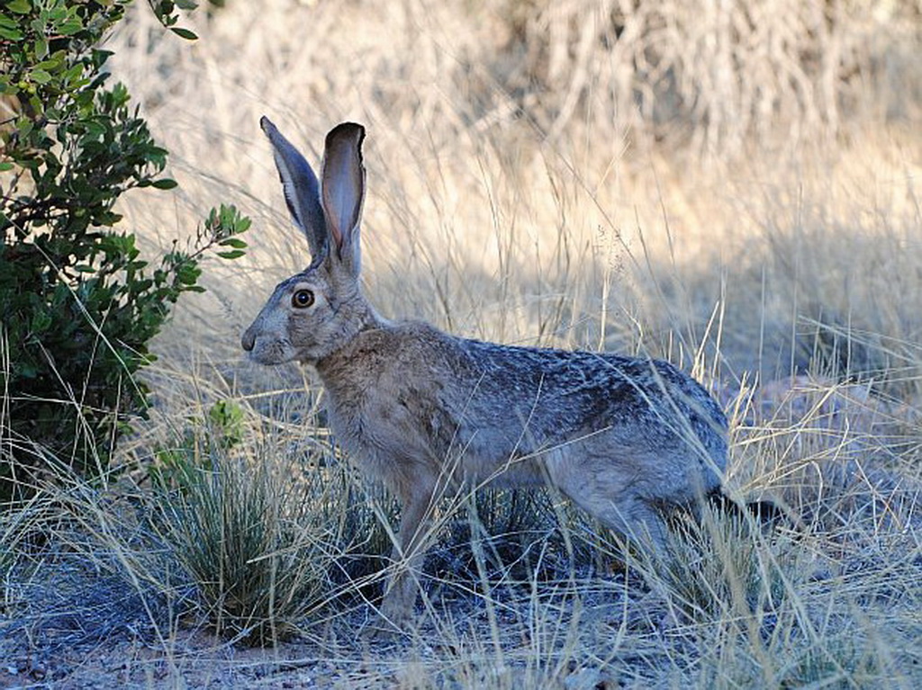 Jack Rabbit Usa >> Birding Tour Usa California Extension San Diego And The Salton Sea Jack Rabbit Usa >> Birding Tour Usa California Extension San Diego And The Salton Sea