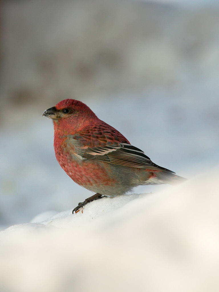 Birding Tour USA Owls and Other Winter Birds of Minnesota January 2019