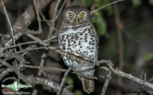 Owls of West Africa