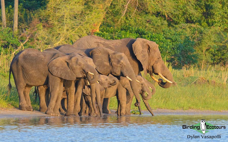 Malawi birding tours