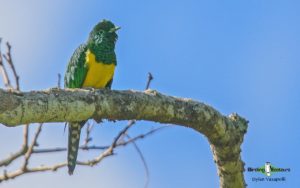 Kenya birding safari