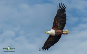 Kenya birding safari