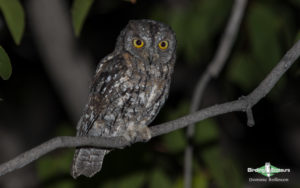 Owls of West Africa