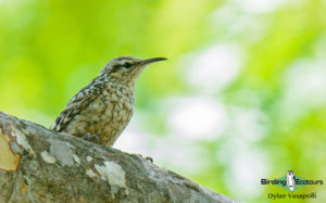 Malawi birding tours