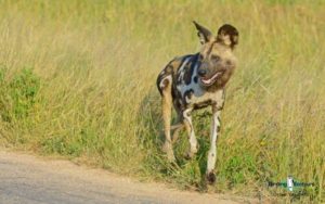 Custom-made Botswana birding tours