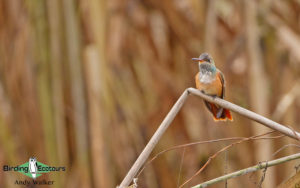 Lima birding tours